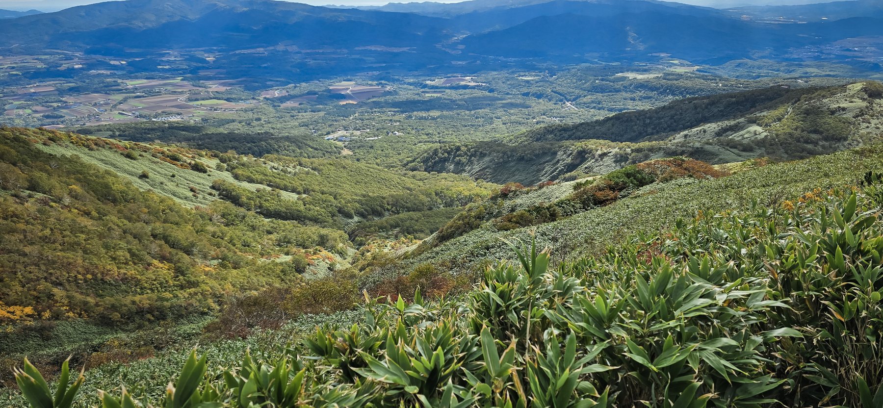 Slopes of dwarf bamboo