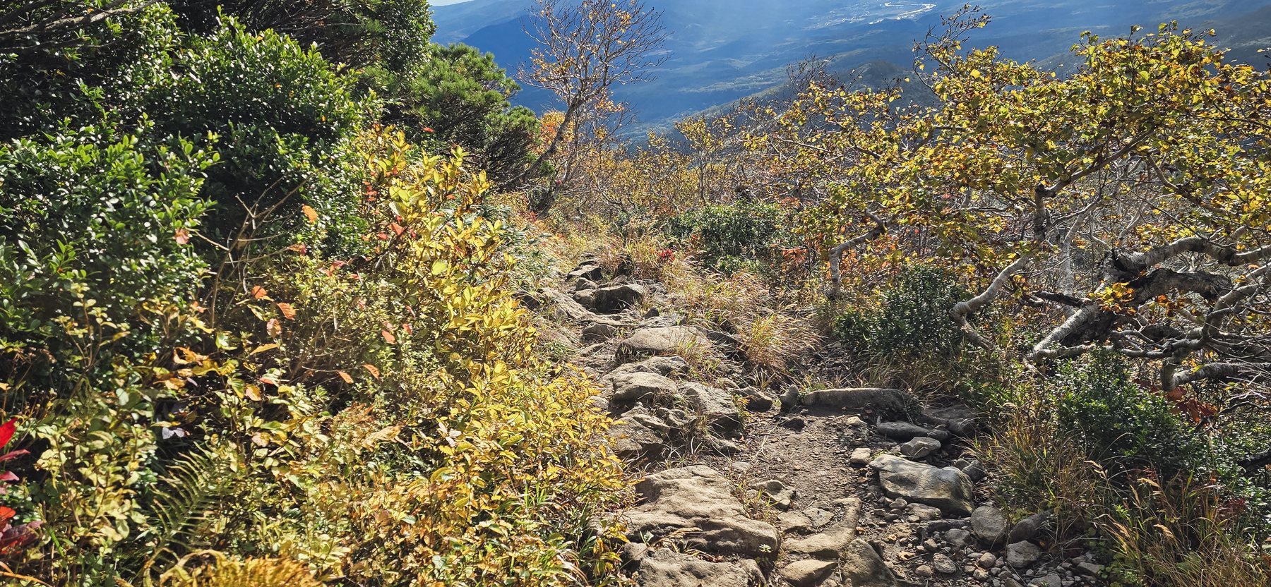 Yellow leaves on the way down