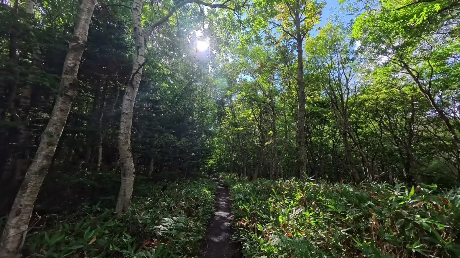 A narrow forest trail through birch and bamboo grass in Shiretoko