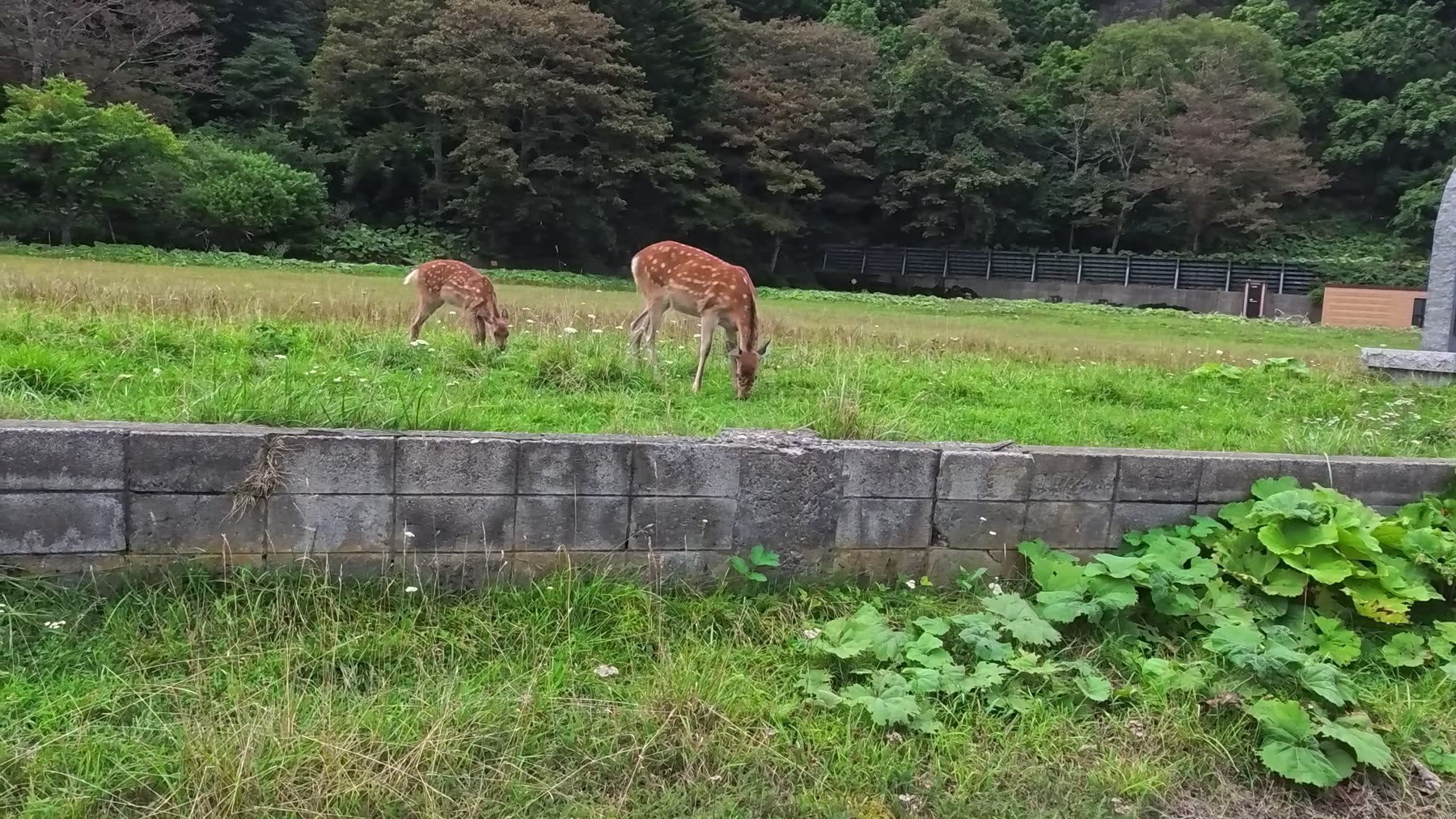 羅臼で草を食べるシカ