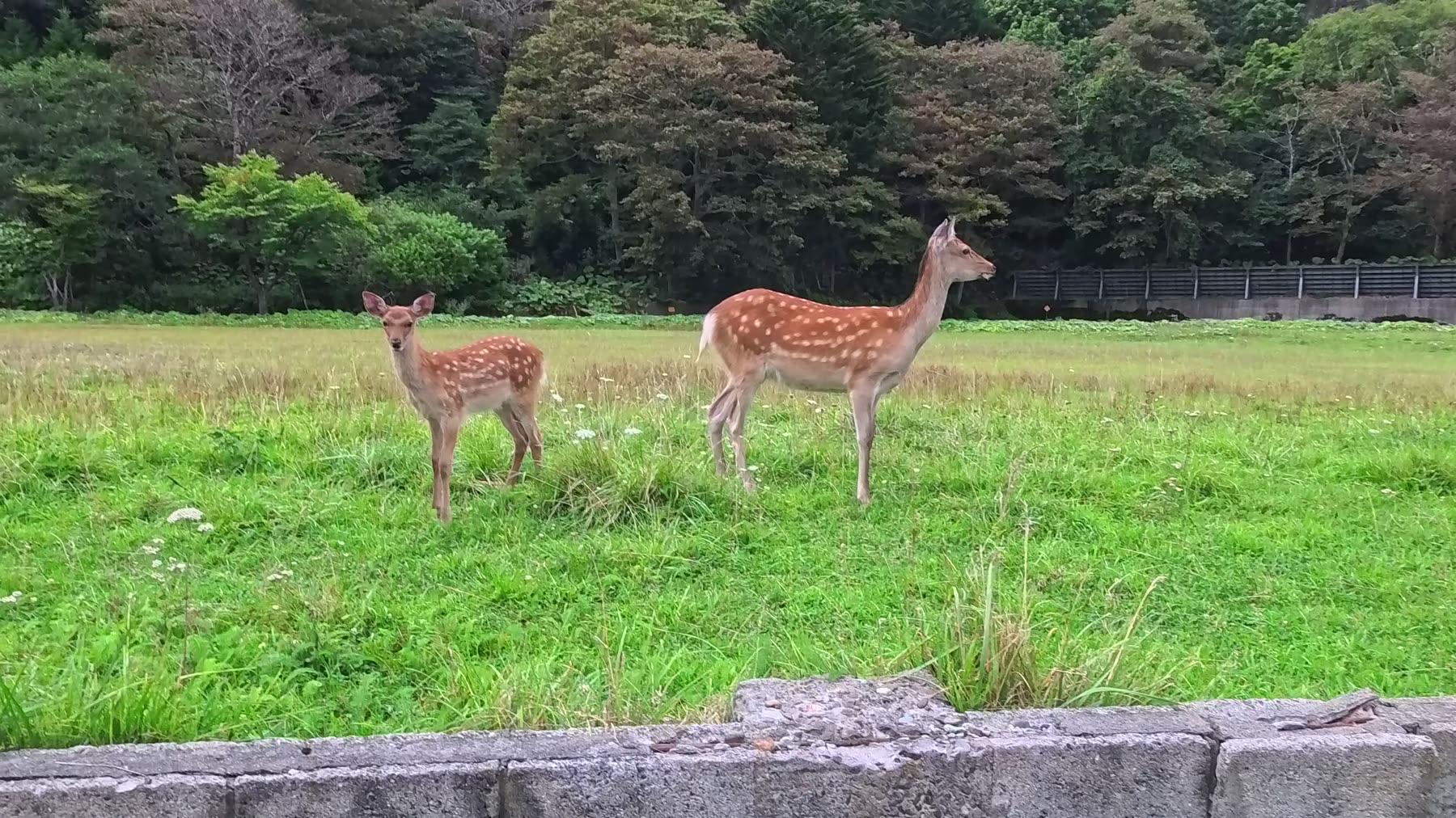 羅臼のシカの親子