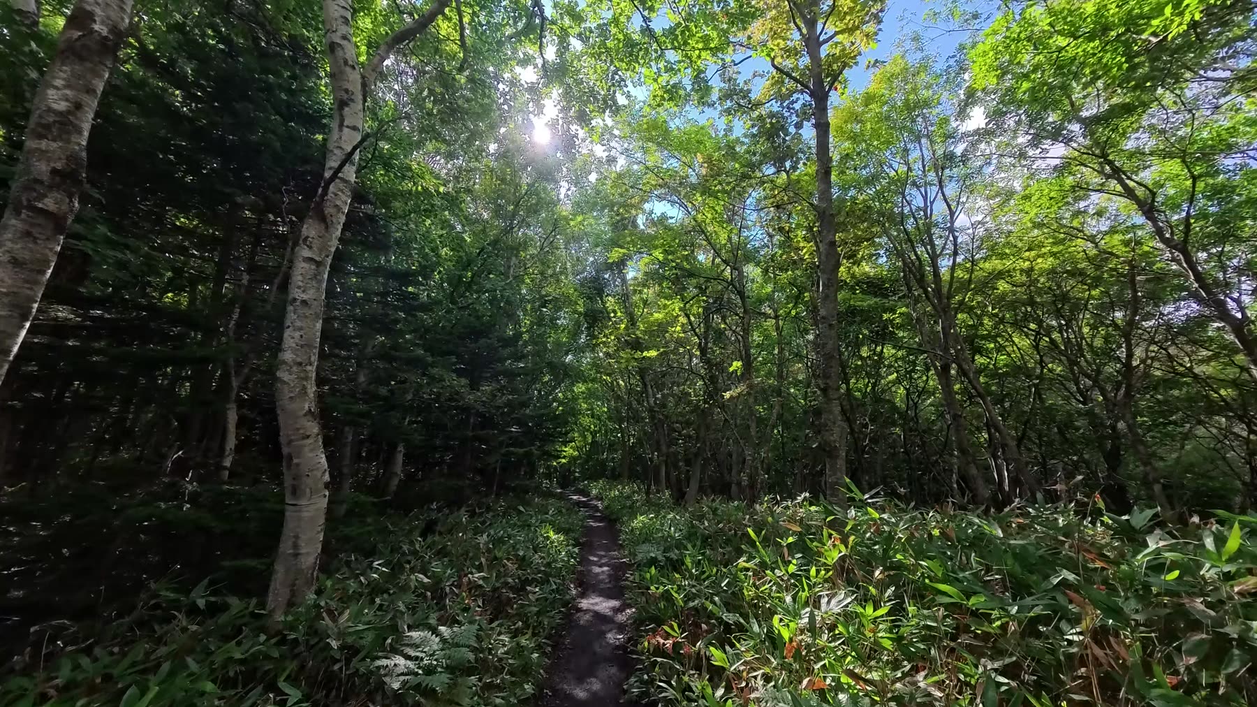 白樺の森の小径
