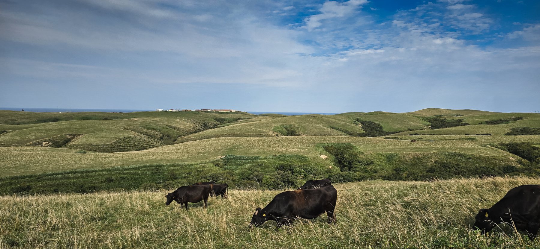Cattle on the Soya Hills, far north