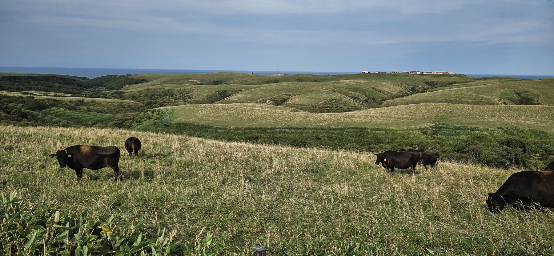 The hills run down to the sea