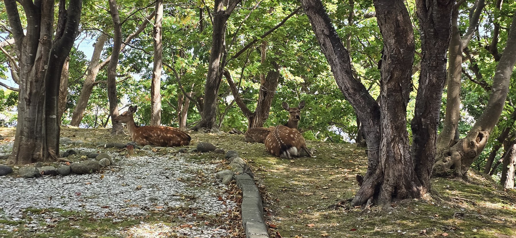 Deer resting in the park, Wakkanai
