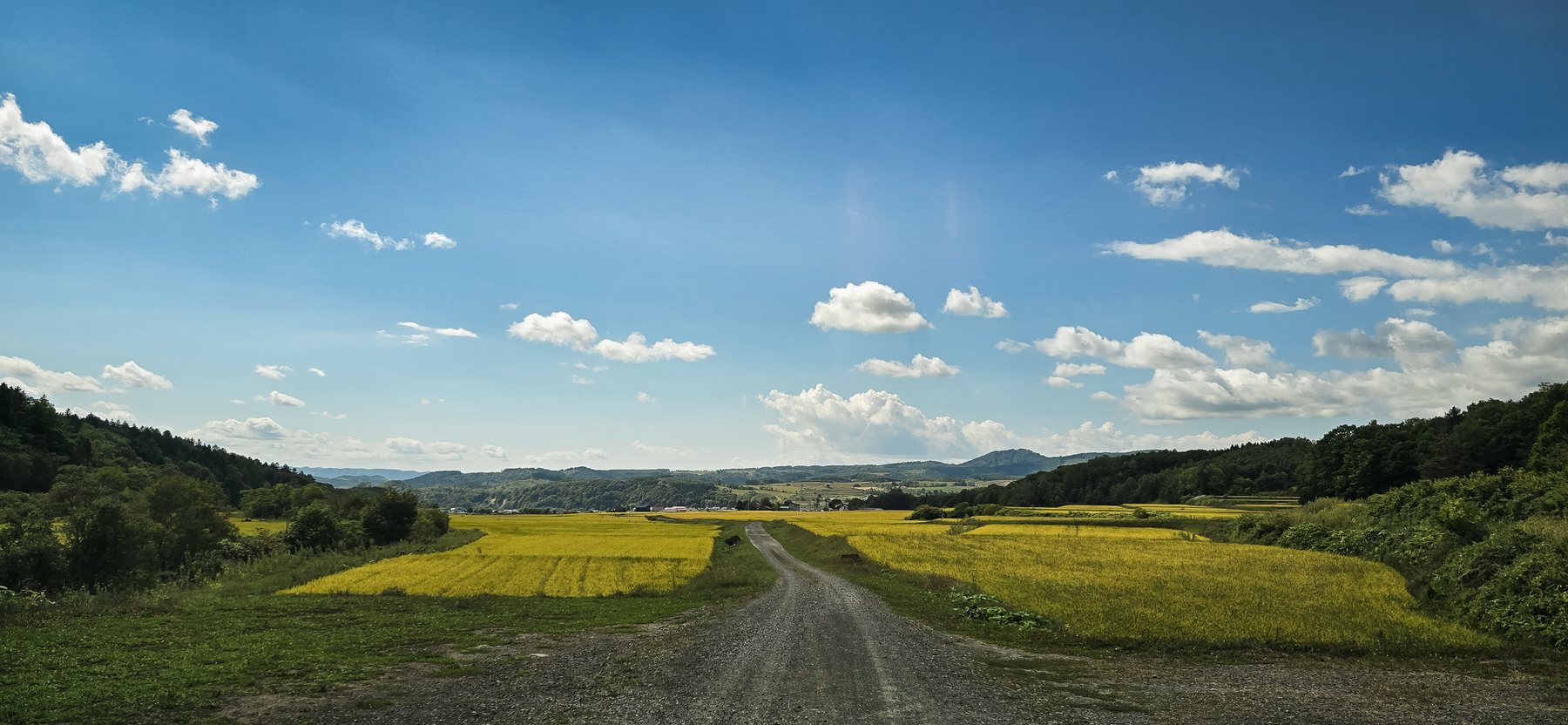 A farm road between yellow fields